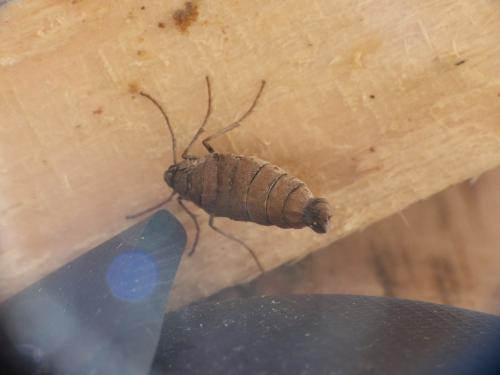 Alsophila aescularia